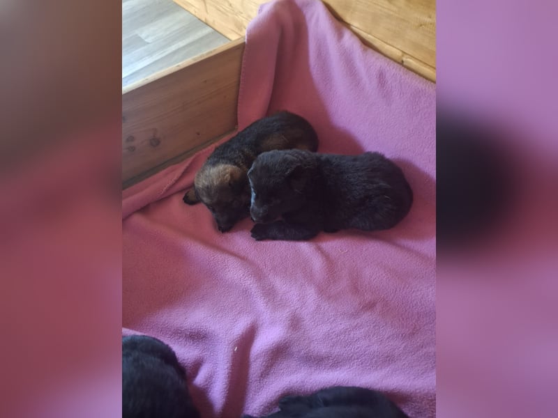 Deutschr Schäferhundewelpen abzugeben