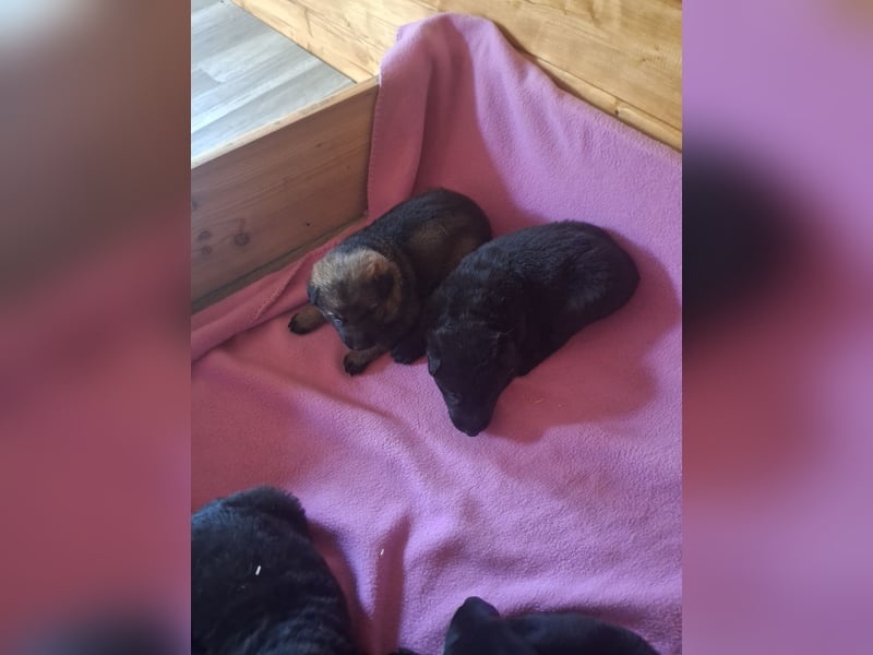 Deutschr Schäferhundewelpen abzugeben