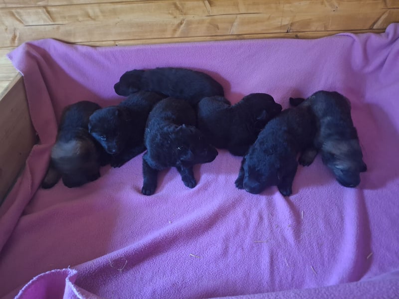 Deutschr Schäferhundewelpen abzugeben