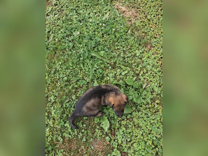 Deutschr Schäferhundewelpen abzugeben
