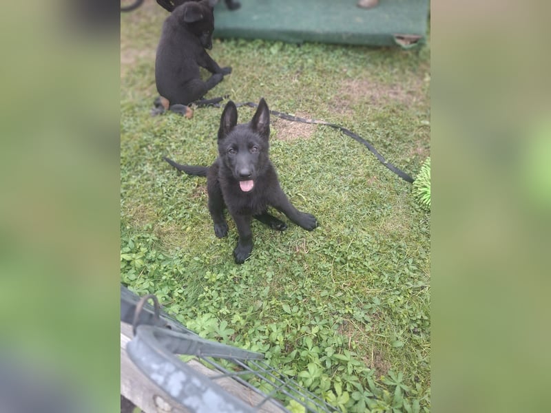 Deutsche Schäferhundewelpen abzugeben