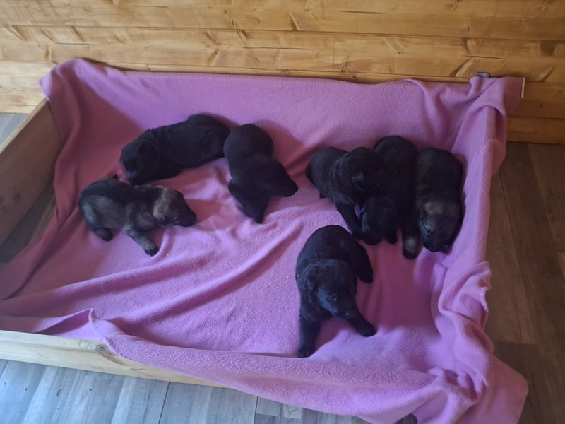 Deutschr Schäferhundewelpen abzugeben