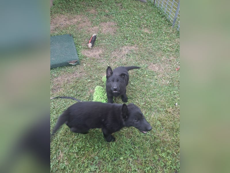 Deutsche Schäferhundewelpen abzugeben