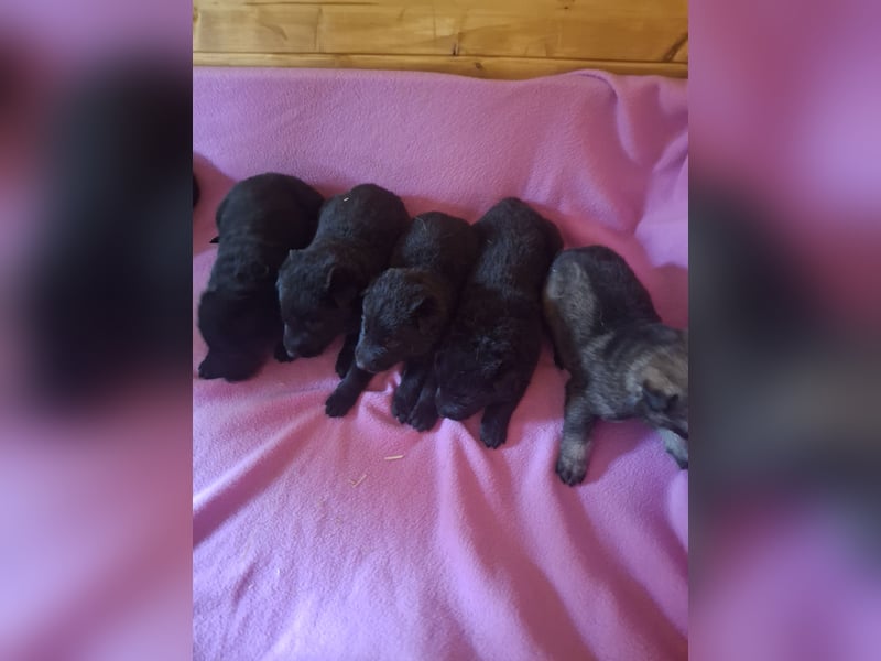 Deutschr Schäferhundewelpen abzugeben