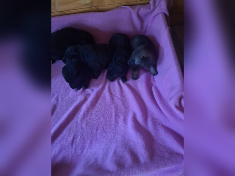 Deutschr Schäferhundewelpen abzugeben