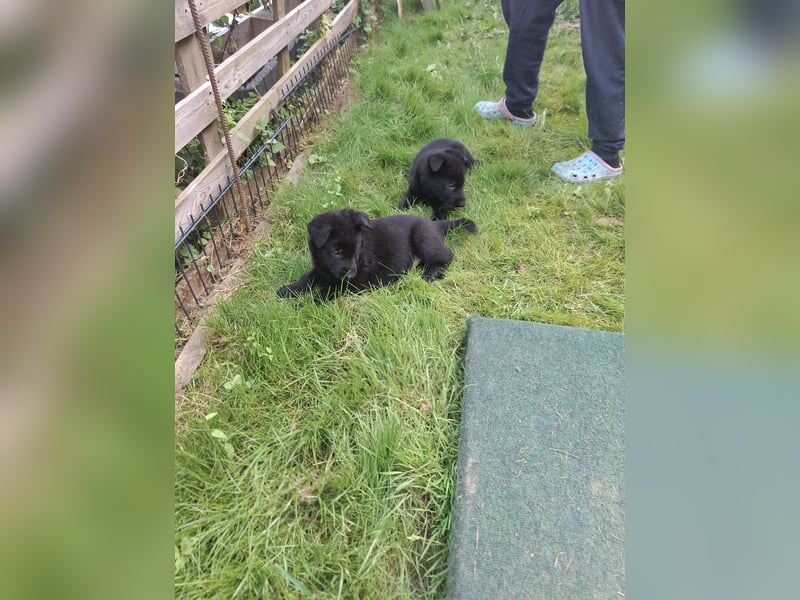 Deutsche Schäferhundewelpen abzugeben