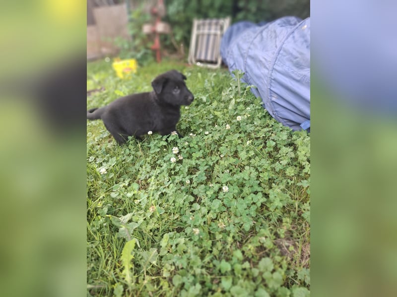 Deutsche Schäferhundewelpen abzugeben