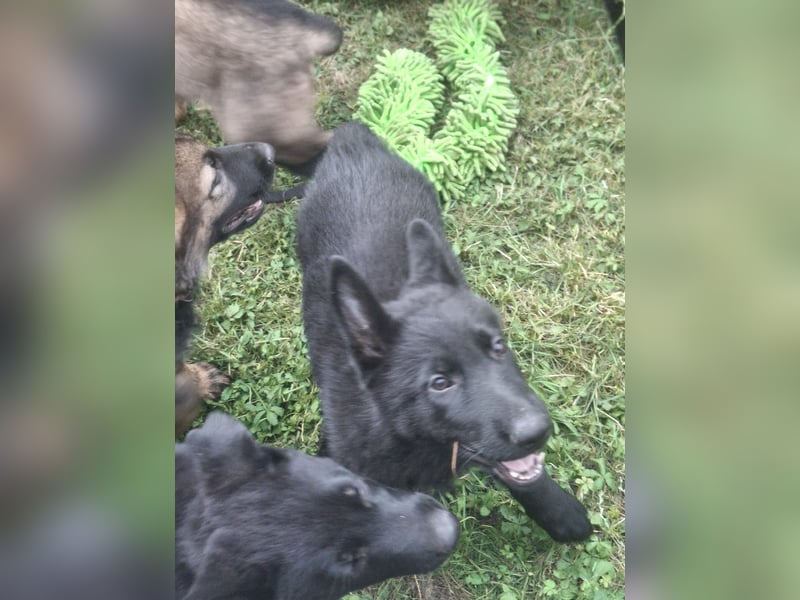 Deutsche Schäferhundewelpen abzugeben