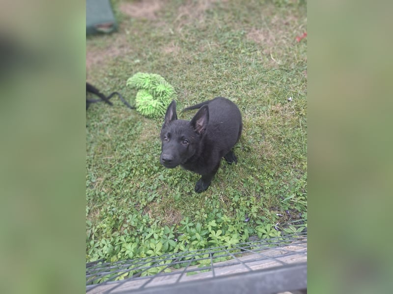 Deutsche Schäferhundewelpen abzugeben