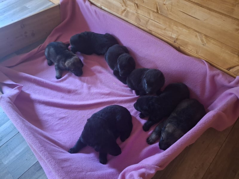 Deutschr Schäferhundewelpen abzugeben