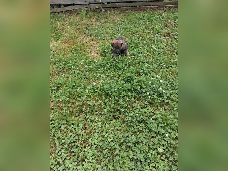 Deutschr Schäferhundewelpen abzugeben