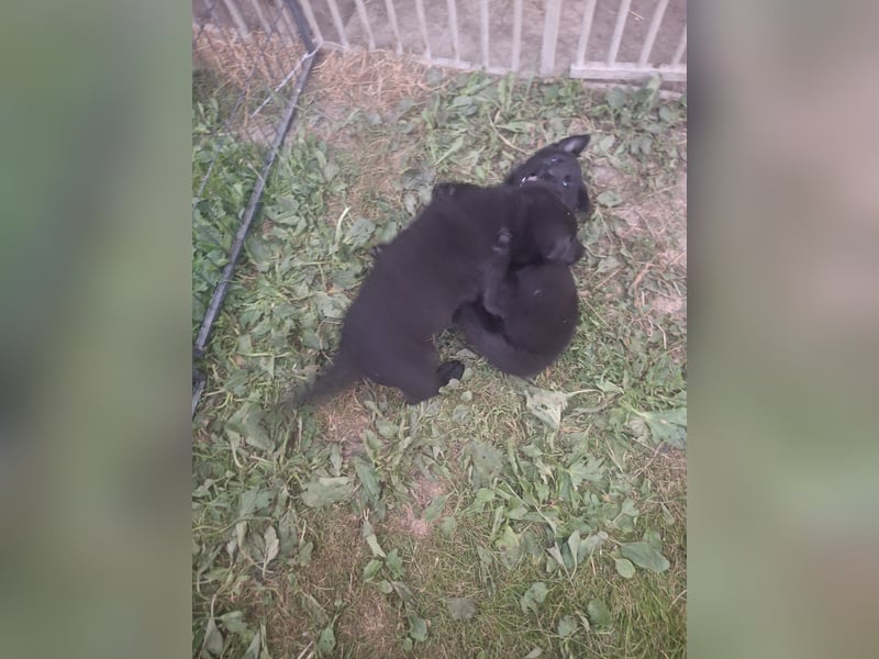Deutsche Schäferhundewelpen abzugeben