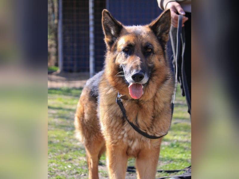 Rex sucht Schäferhund Fans!