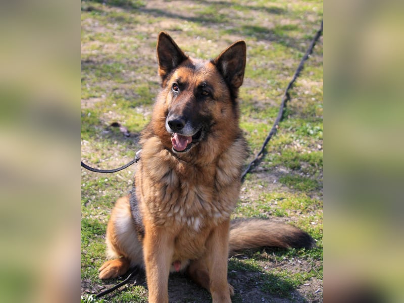 Rex sucht Schäferhund Fans!