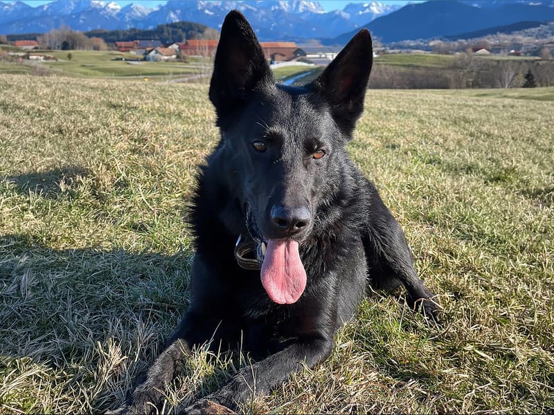 Irie - Vermittlungshilfe - sucht die Nadel im Heuhaufen