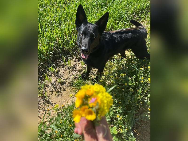 Irie - Vermittlungshilfe - sucht die Nadel im Heuhaufen