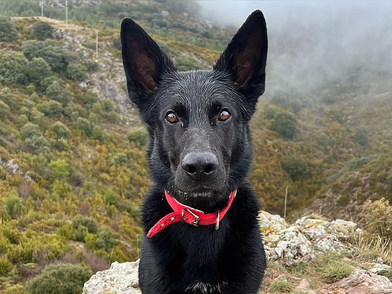 Irie - Vermittlungshilfe - sucht die Nadel im Heuhaufen