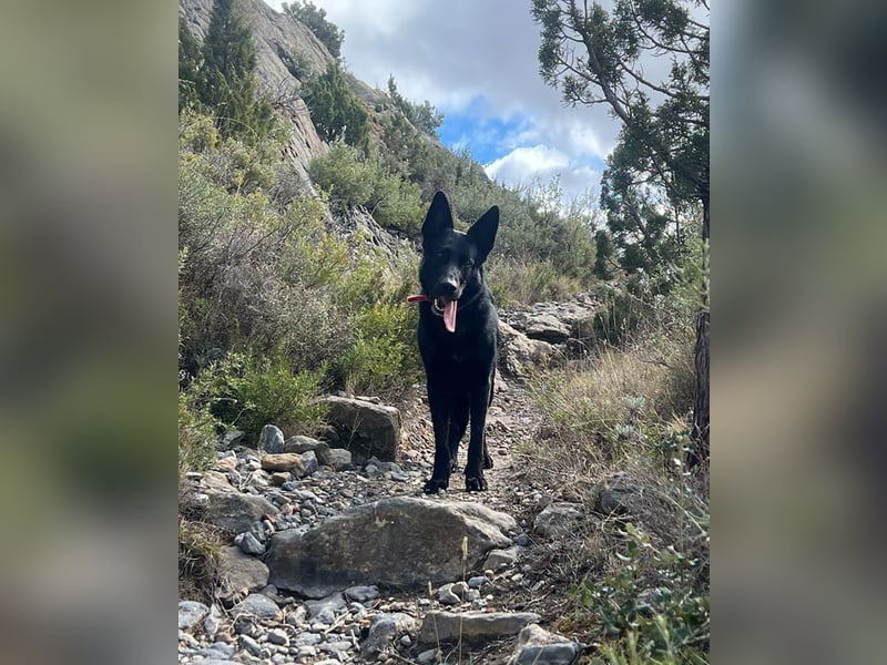 Irie - Vermittlungshilfe - sucht die Nadel im Heuhaufen