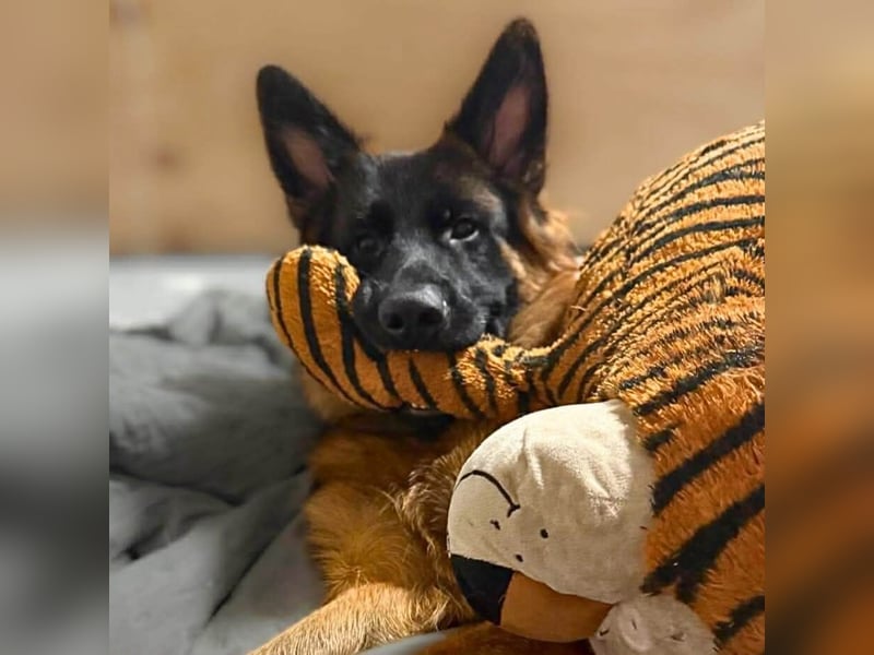 Rex - ist unsicher