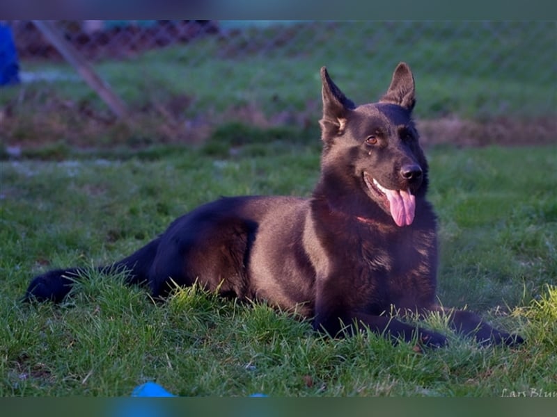 Xanti sucht ein Zuhause