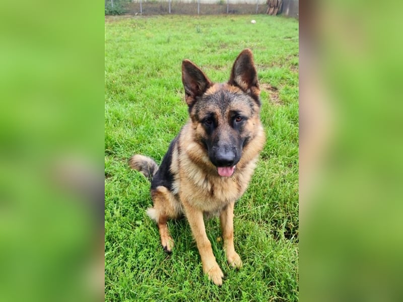 Socke sucht sein Zuhause