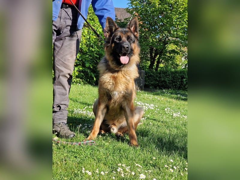 UNO - 2 jähriger Schäferhund Rüde