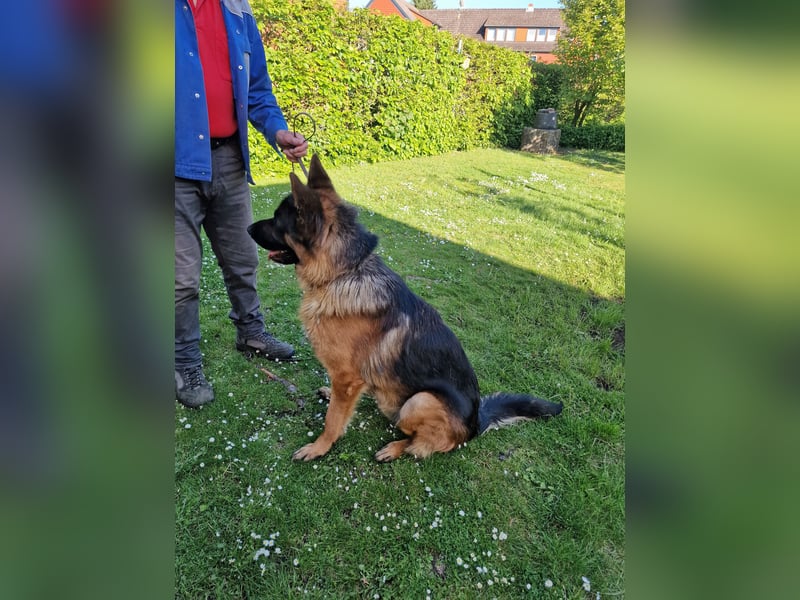 UNO - 2 jähriger Schäferhund Rüde