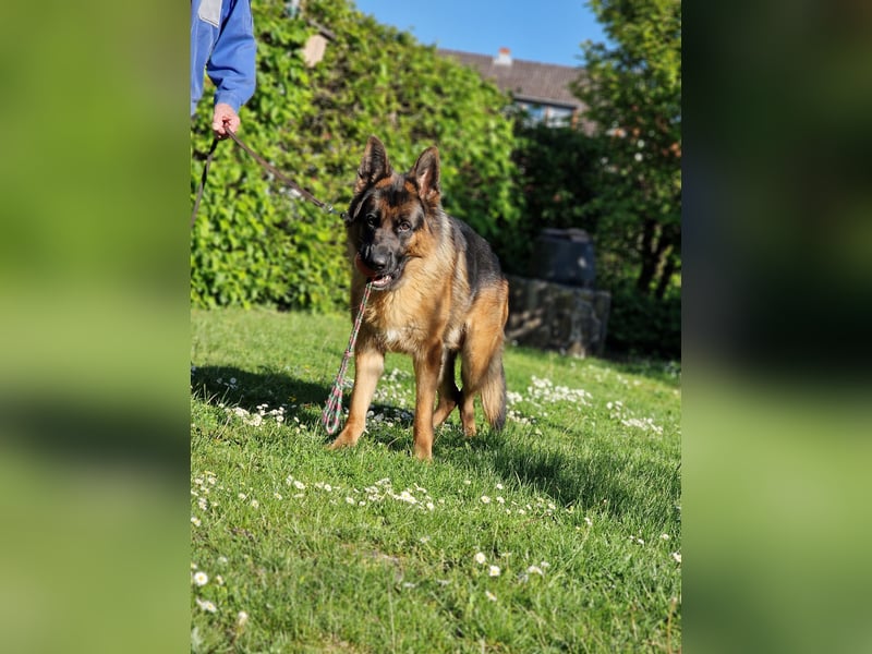 UNO - 2 jähriger Schäferhund Rüde