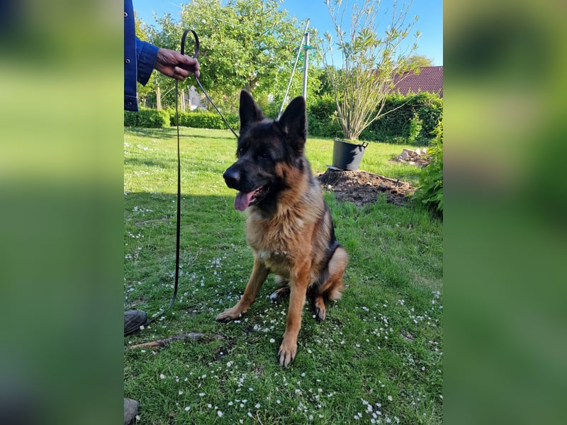 UNO - 2 jähriger Schäferhund Rüde