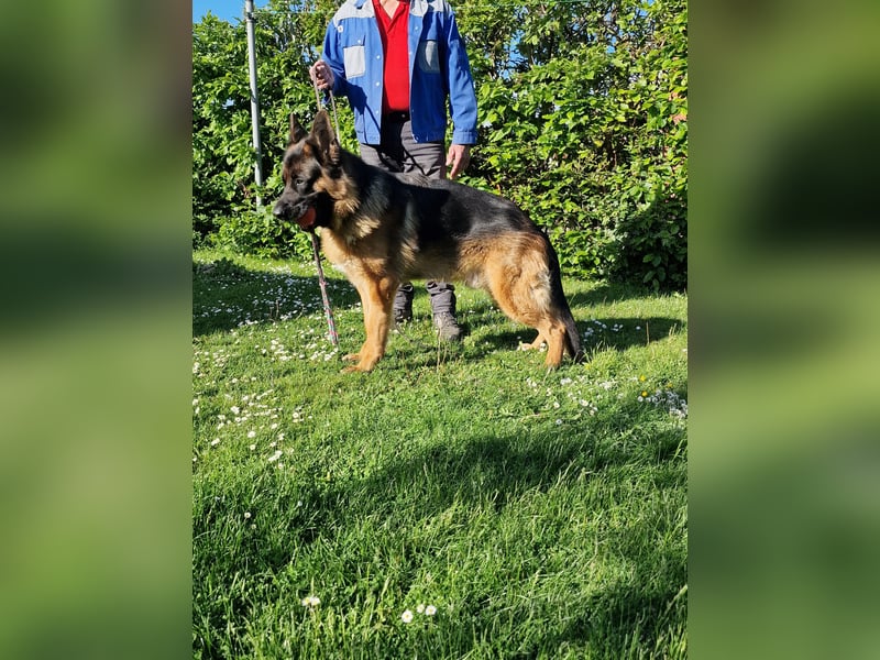 UNO - 2 jähriger Schäferhund Rüde