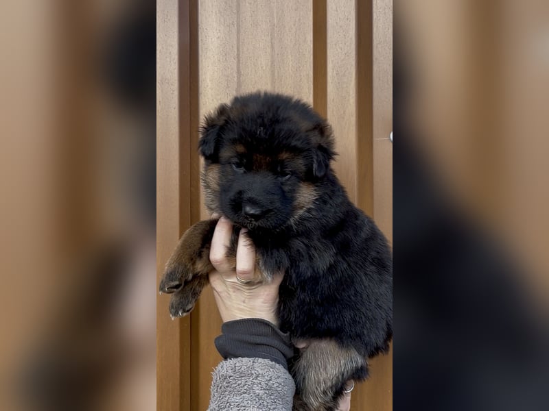 Wunderschöne Schäferhundewelpen suchen ihr neues zu Hause