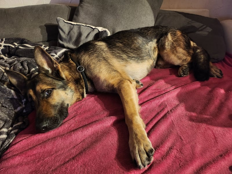 Anubis sucht eine liebe Familie