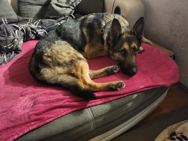 Anubis sucht eine liebe Familie