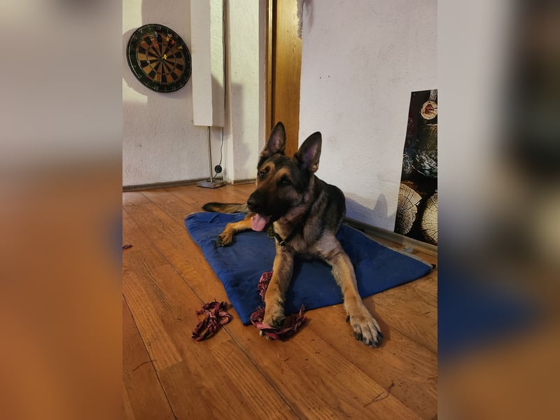 Anubis sucht eine liebe Familie