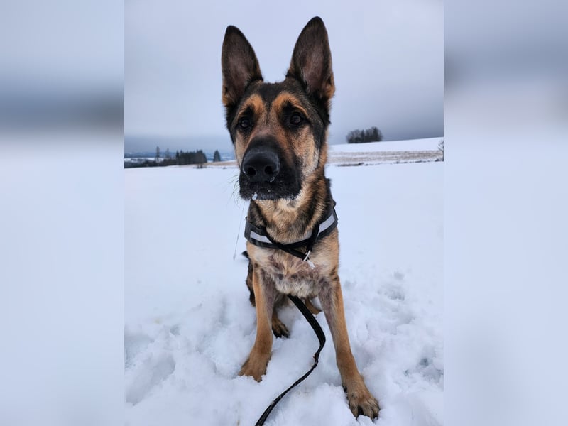 Anubis sucht eine liebe Familie