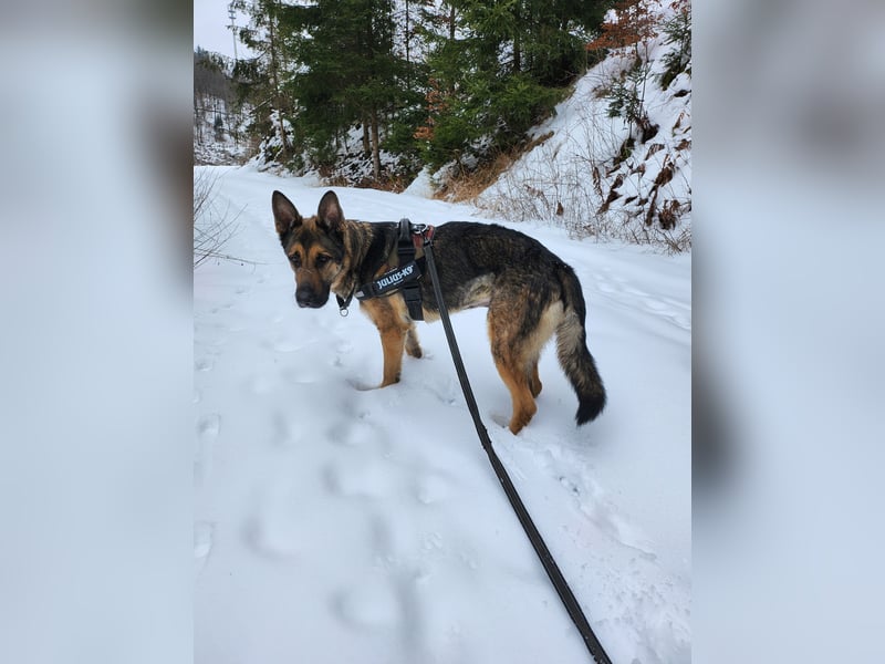 Anubis sucht eine liebe Familie