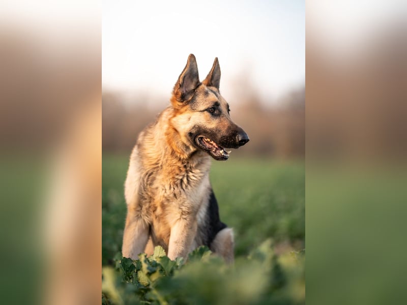 Bandito sucht ein Zuhause mit klarer Führung