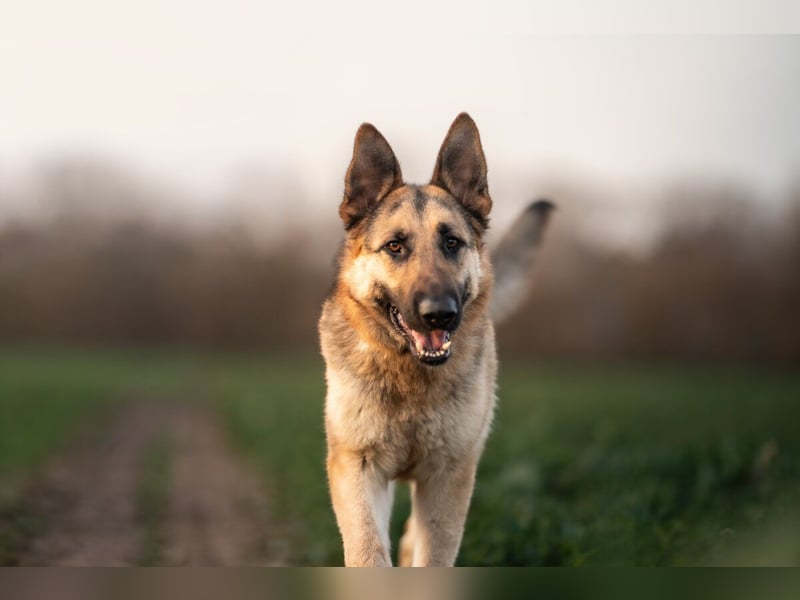 Bandito sucht ein Zuhause mit klarer Führung