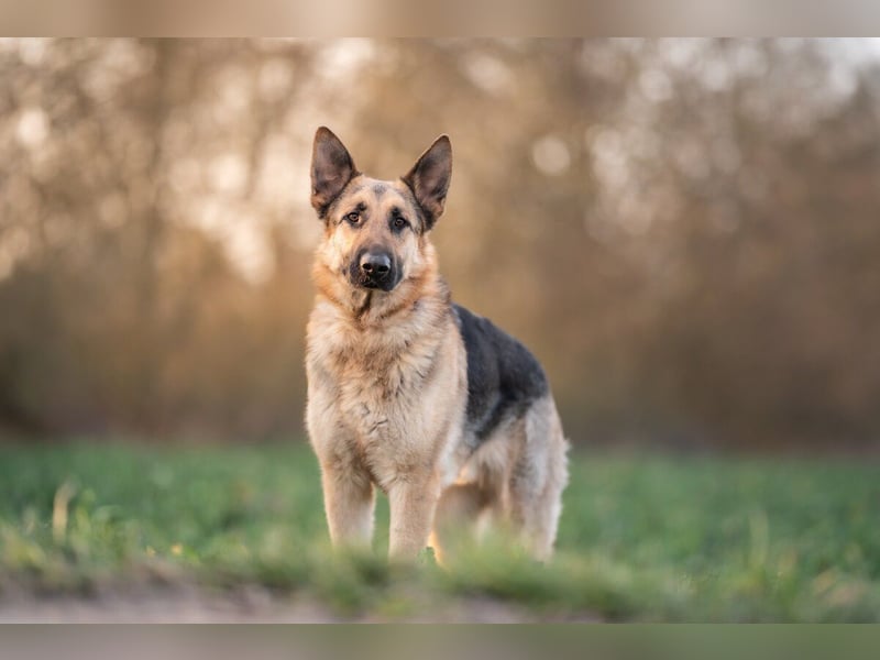 Bandito sucht ein Zuhause mit klarer Führung
