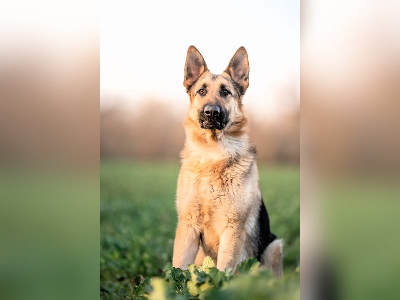 Bandito sucht ein Zuhause mit klarer Führung
