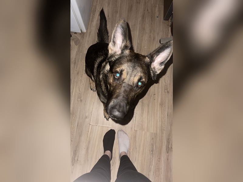 Schäferhund dringen abzugeben