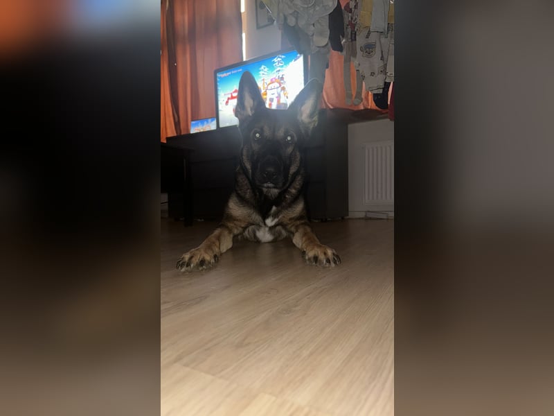 Schäferhund dringen abzugeben