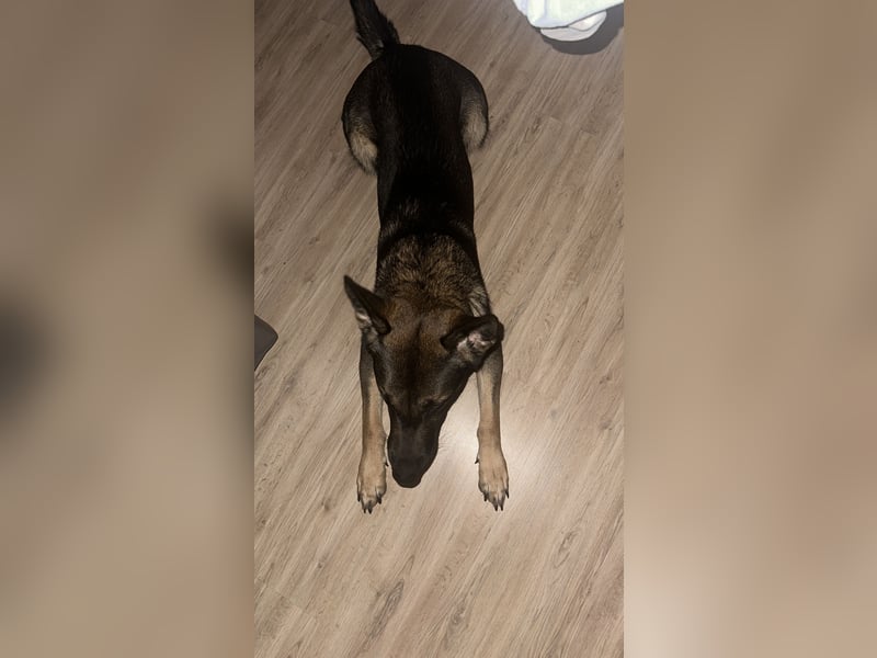 Schäferhund dringen abzugeben