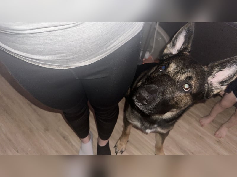 Schäferhund dringen abzugeben