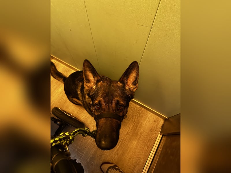 Schäferhund dringen abzugeben