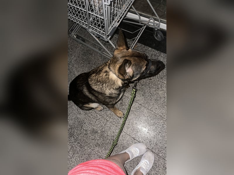 Schäferhund dringen abzugeben