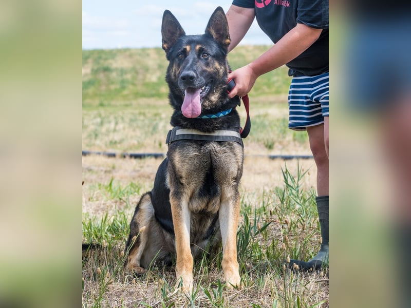 Manó, ein stattlicher Bursche