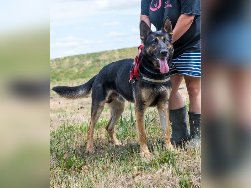 Manó, ein stattlicher Bursche