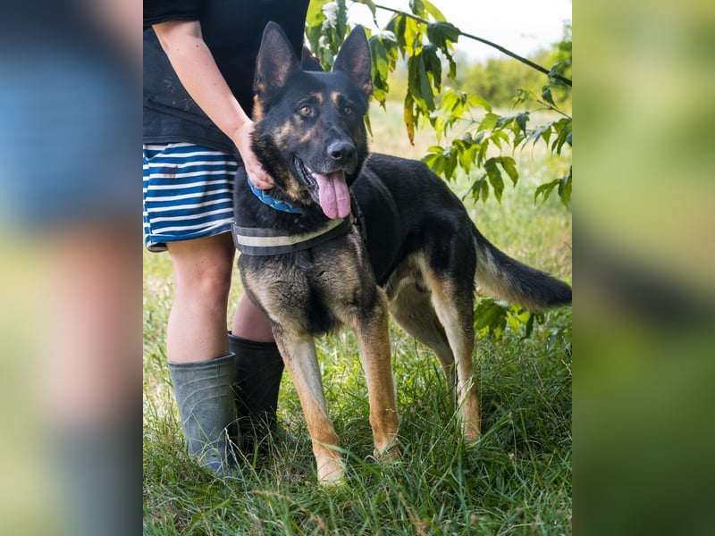 Manó, ein stattlicher Bursche