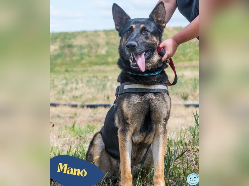 Manó, ein stattlicher Bursche